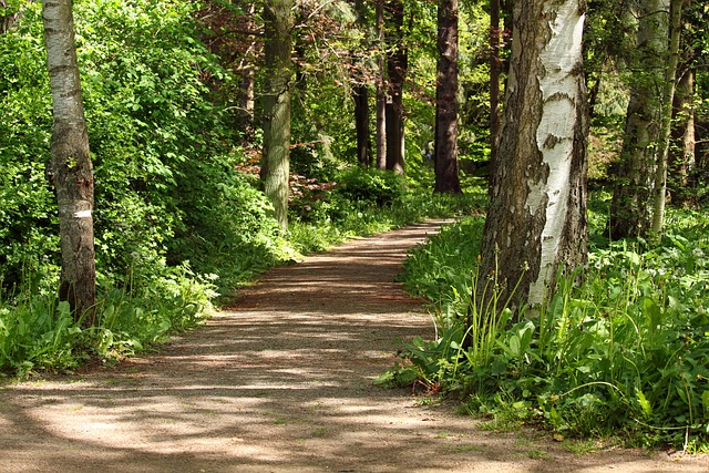 wald, waldweg, Spaziergang