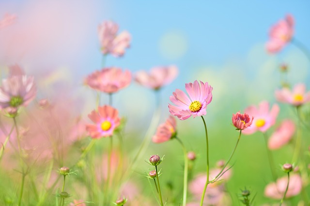 Ressourcenblume